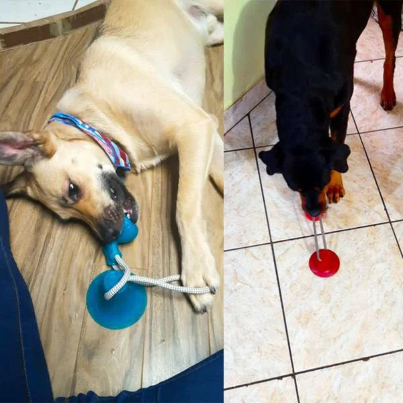 Suction Cup Dog Tug Toy – Interactive TPR Chew & Dental Ball
